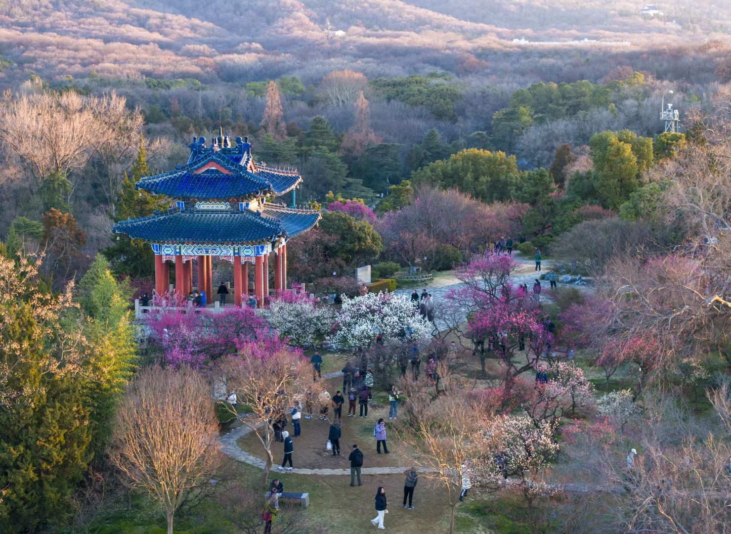 南京梅花山的梅花开了，2024年的春天气息扑面而来了